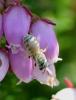 Seladonia sp.